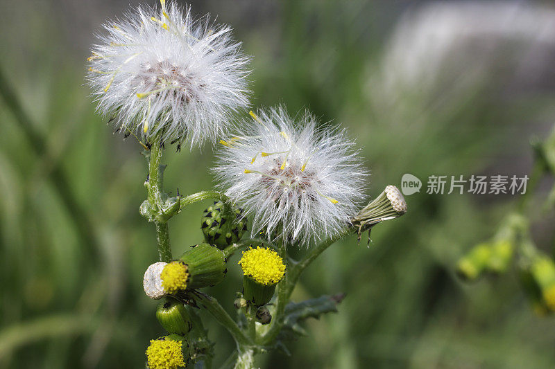 普通地sel Senecio vulgaris pappus种子黄色花